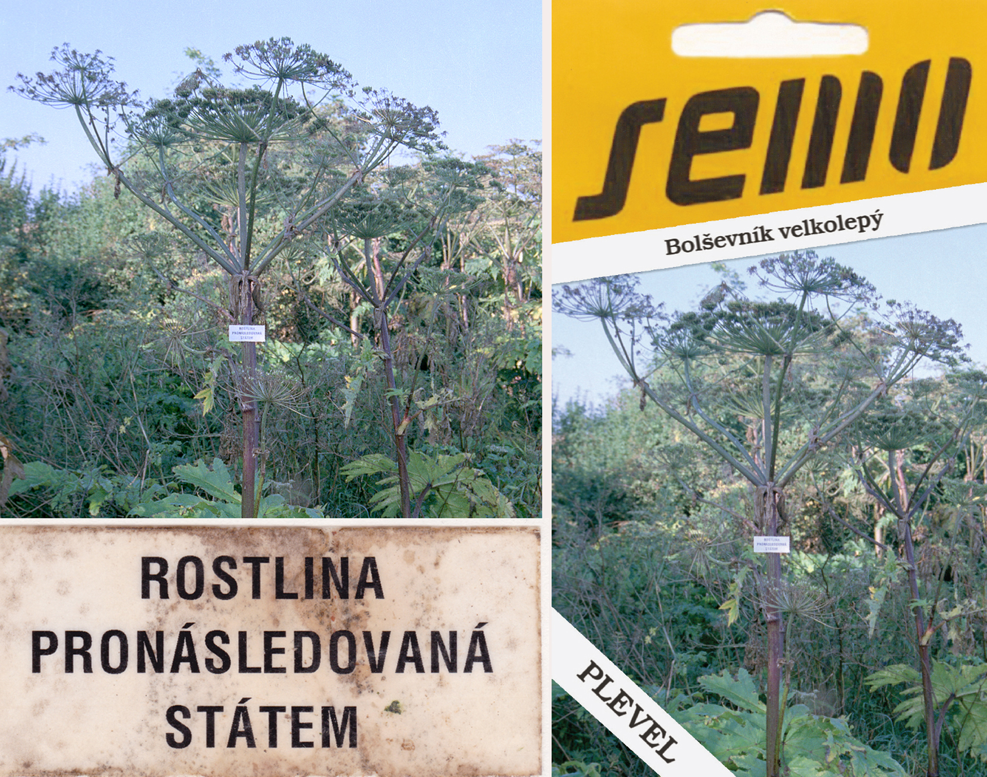 Rostlina pronásledovaná státem